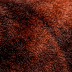 PELUCIA ESTAMPADA OKAPI ANIMAL - MT